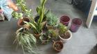Diverse kamerplanten en potten 