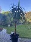 Plant (ca 1mtr hoogte)