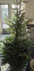 Gratis afhalen: kerstboom met kluit,